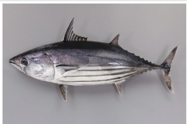 Skipjack Tuna getting bigger