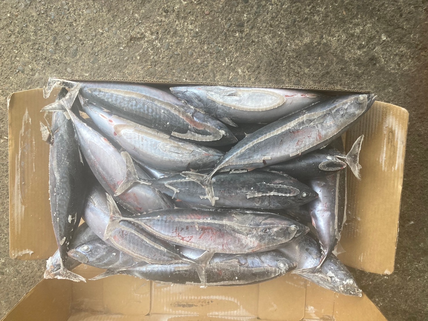 Frozen bullet tuna for export