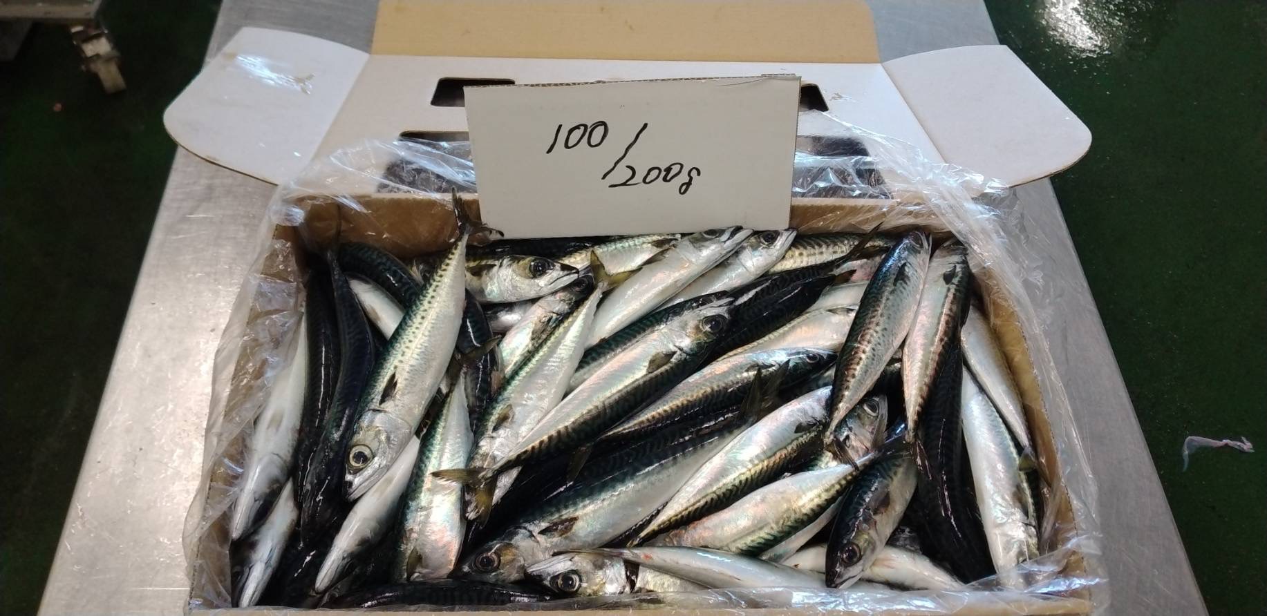 Mackerel for export