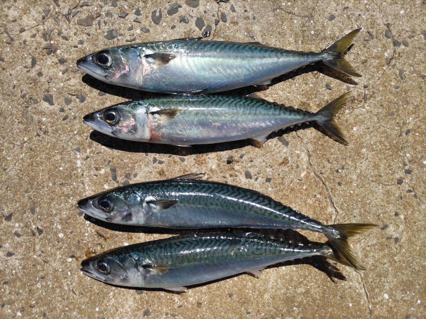 Mackerel 250-350