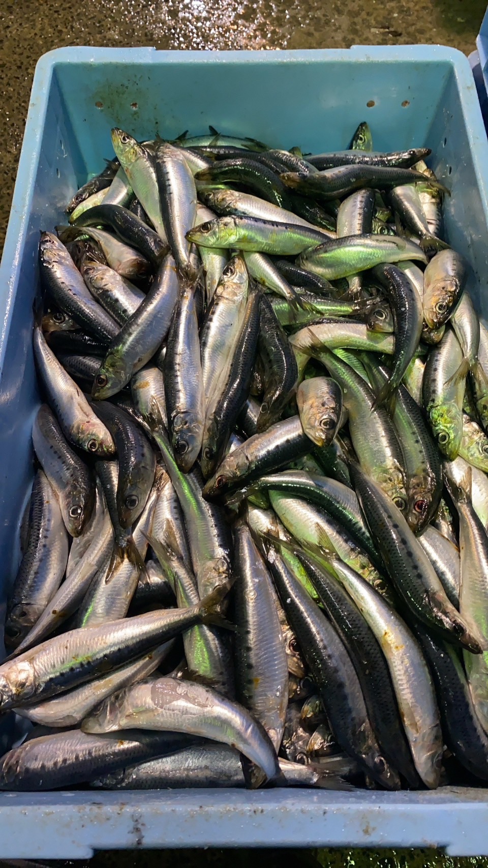 Mackerel for export