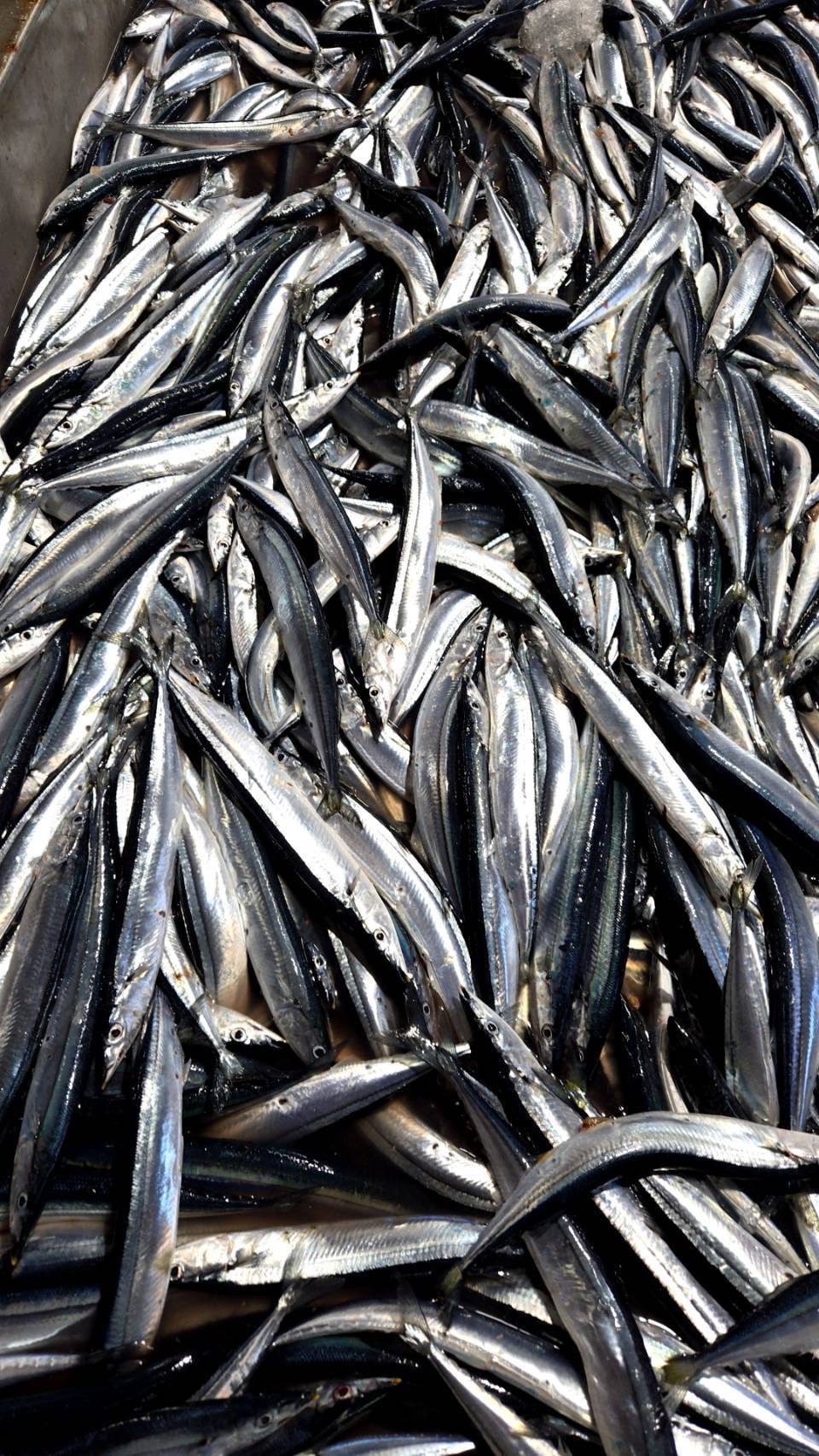 Pacific saury season