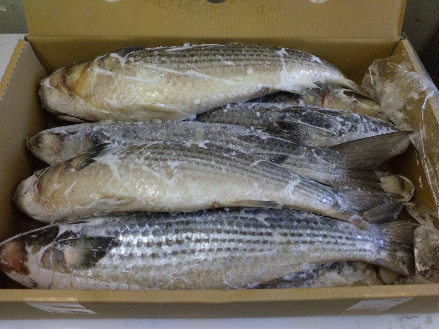 Grey Mullet catching in Osaka