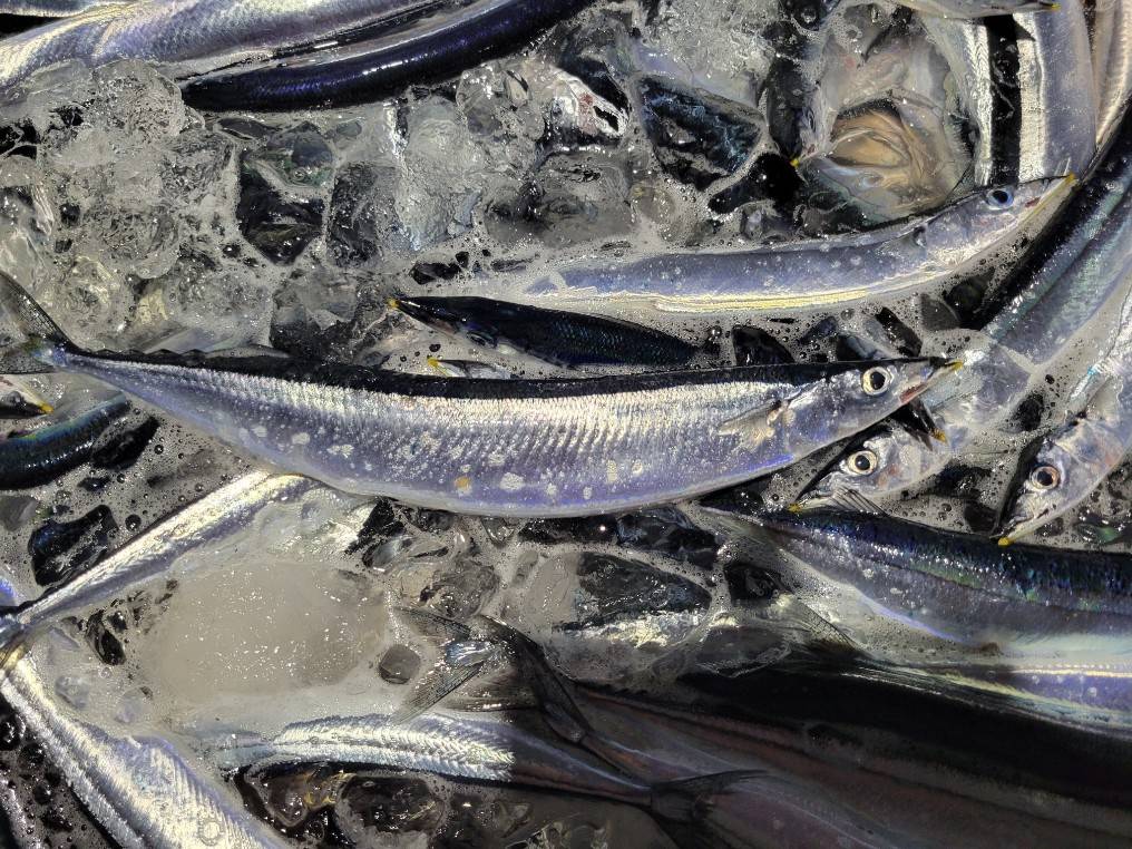 Pacific Saury