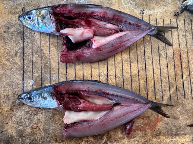Sardine export for bait use