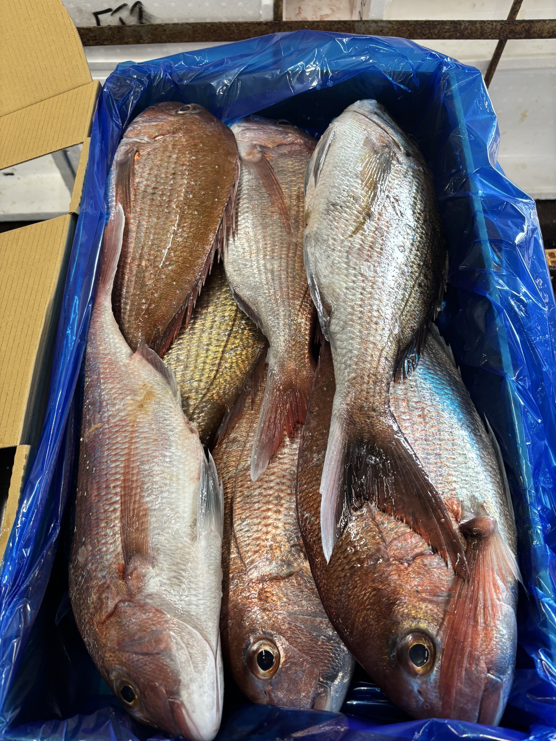 Red Sea Bream
