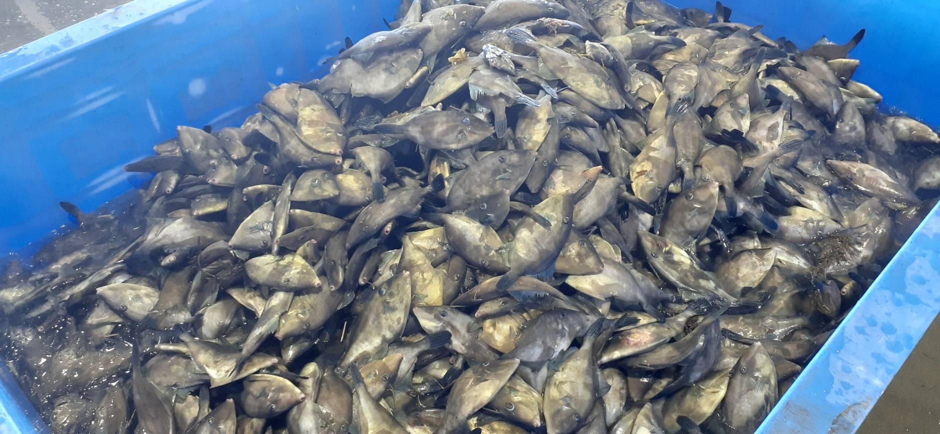 File Fish