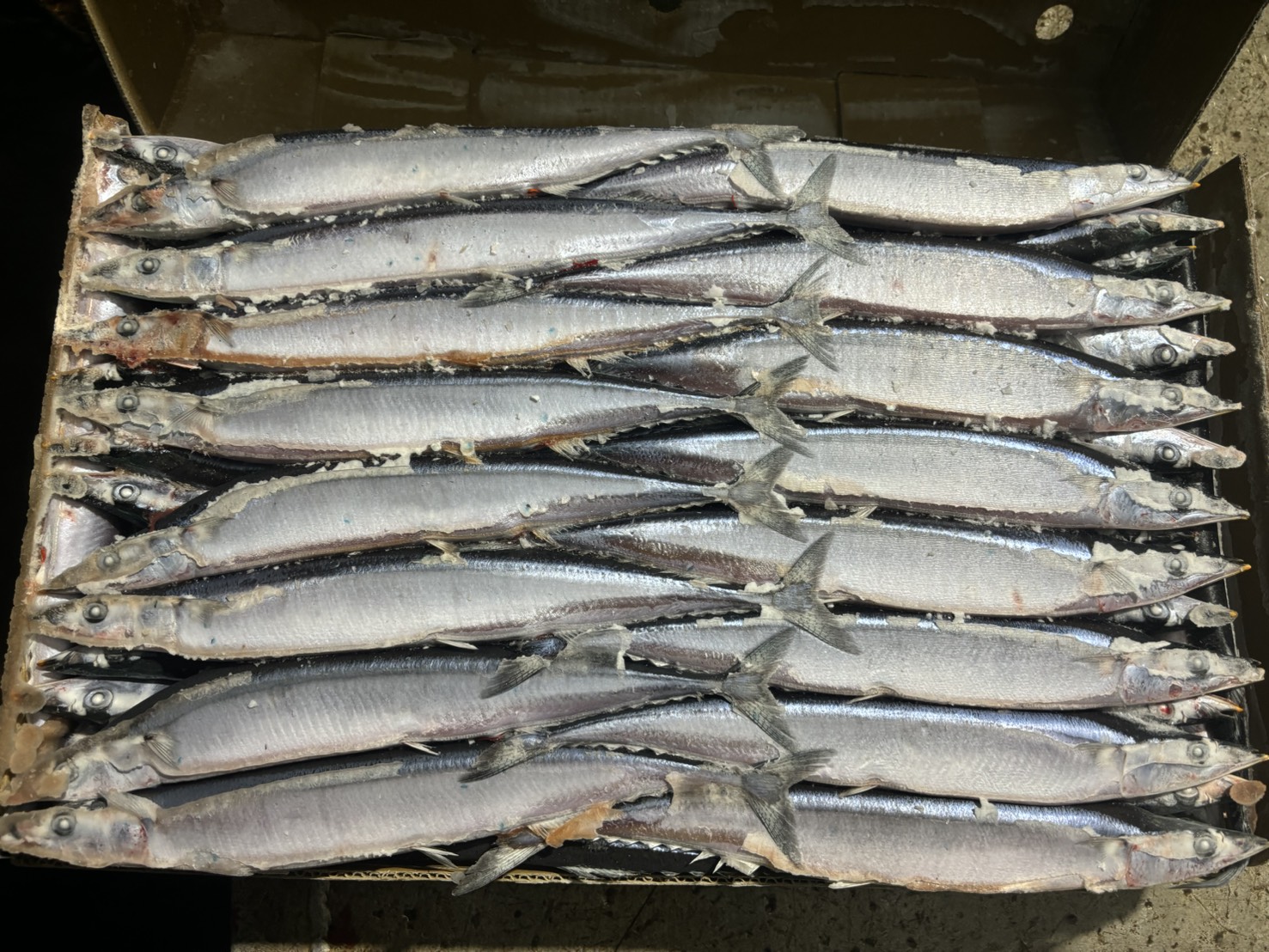 Catching of Pacific Saury Started at Taiwan