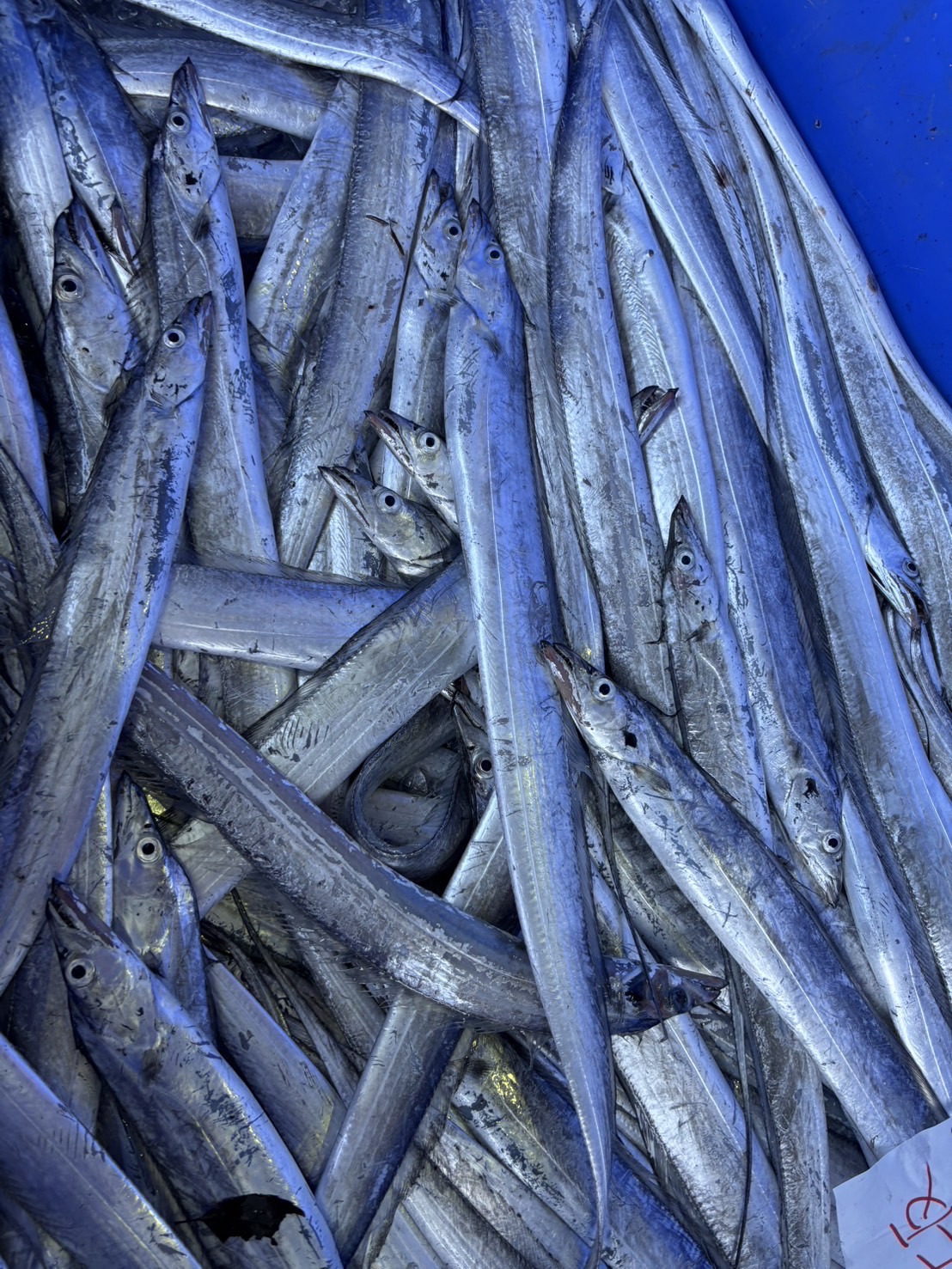 Cutlass Fish