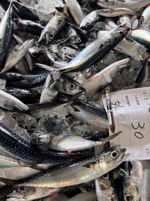 Catching in Cho-shi Area