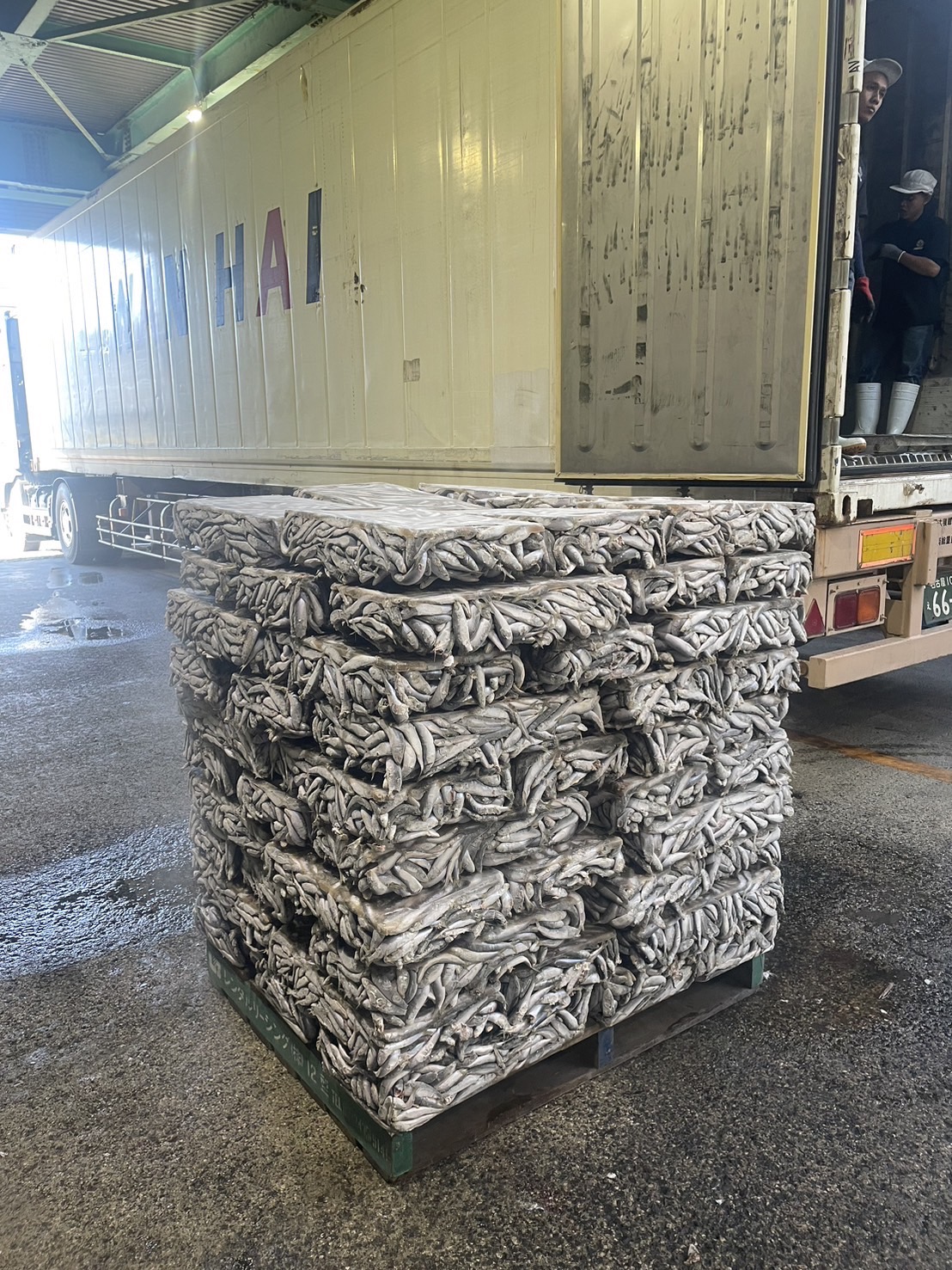 Sardine export