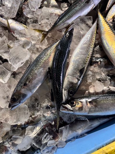 Mackerel from Ishikawa Prefecture