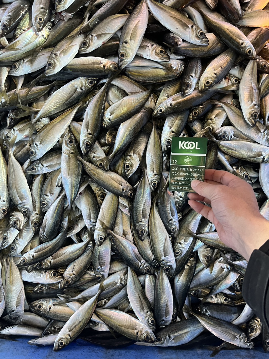 Baby horse mackerel (mameaji)