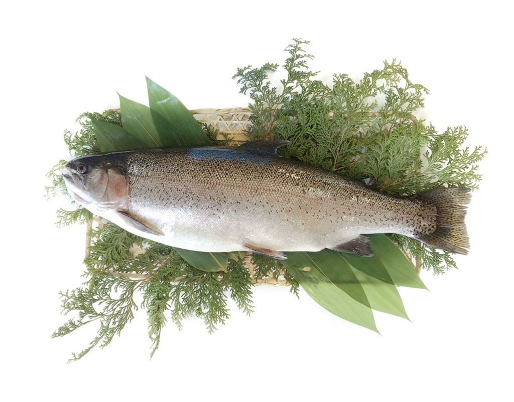 ※EXPORT 紅富士/Aka-Fuji (Premium Rainbow Trout)