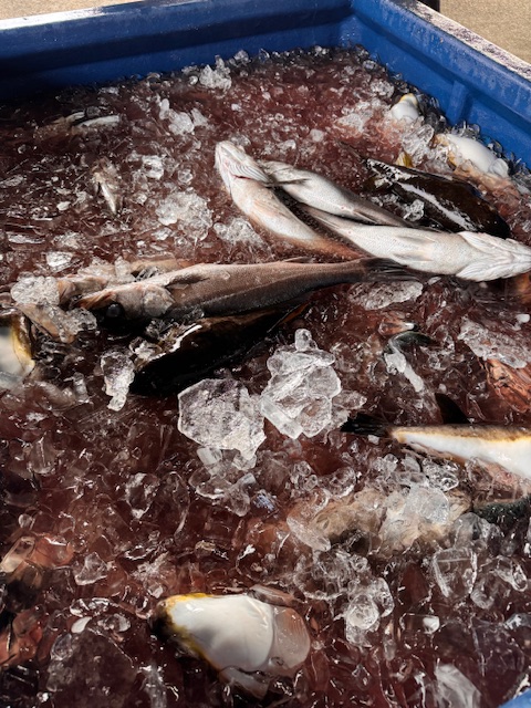 Catching at Kanazawa Prefecture