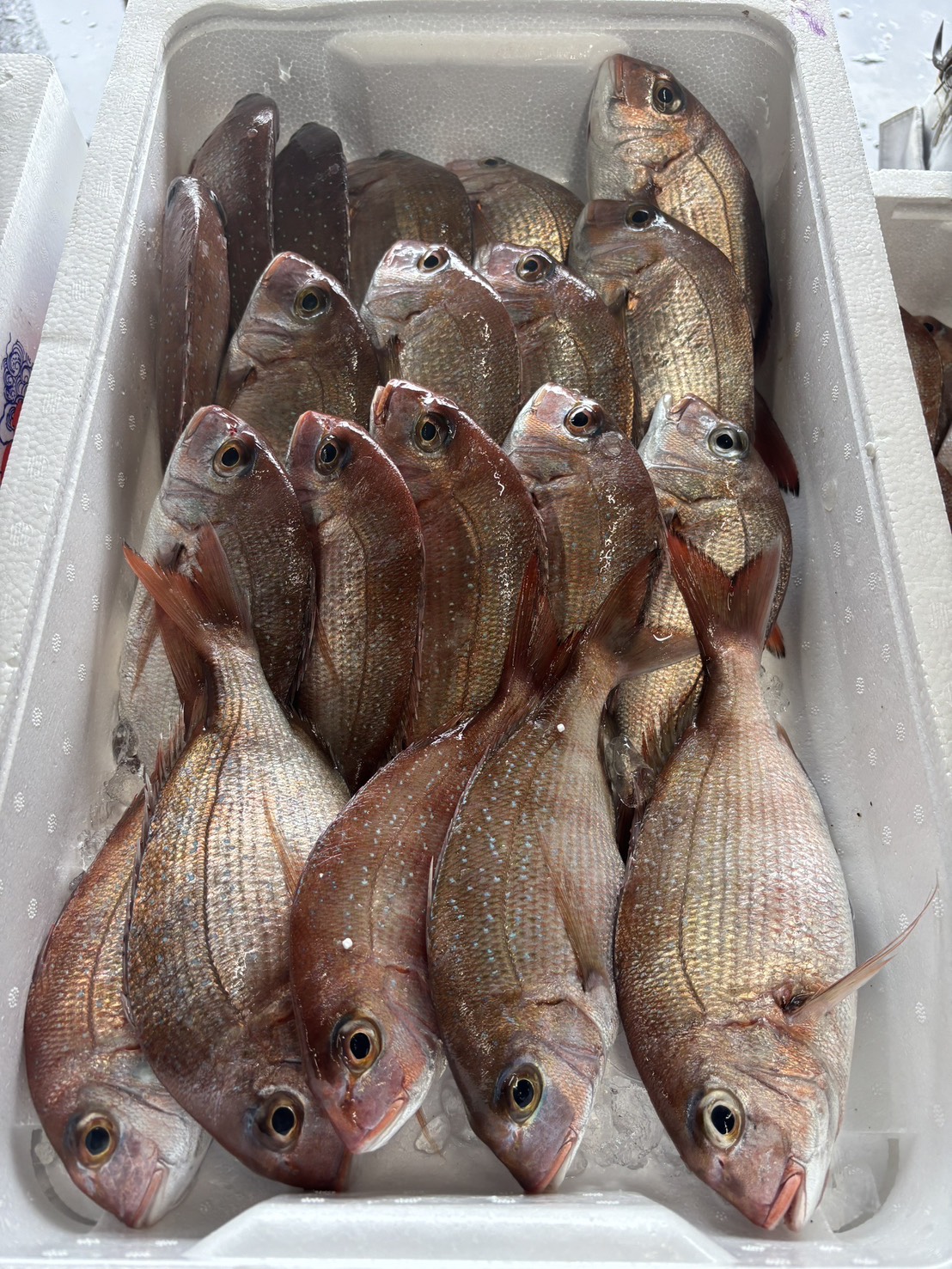 Red Sea Bream