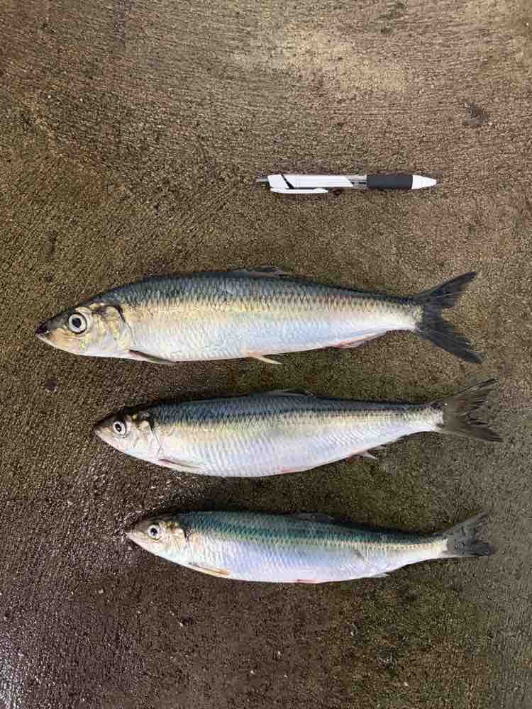 Herring
