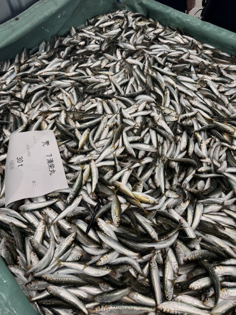 Choshi catching