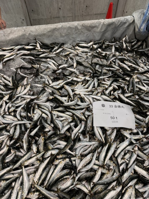 Sardine at Chiba Prefecture