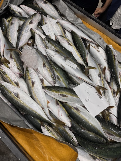Choshi catching