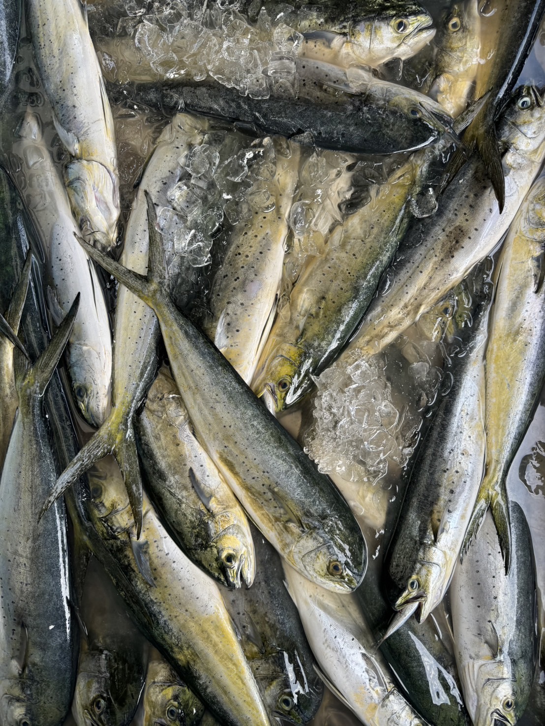 Mahi Mahi