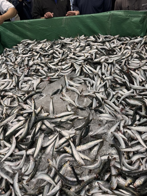 Sardine at Suruga Bay