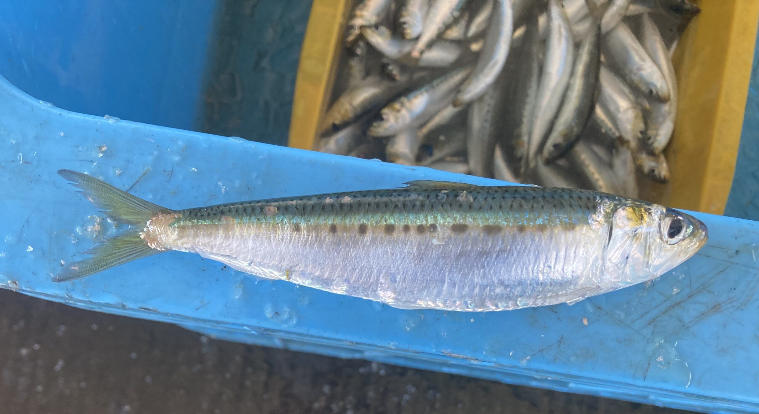 Japanese sardine ⅹBlackear sardine